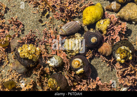 Einsiedlerkrebse in verwendeten Tanks in einem tide pool am Punkt der Bögen entlang des Pazifischen Ozeans in Olympic National Park, Washington State, USA Stockfoto