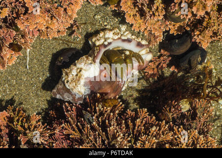 Einsiedlerkrebse in verwendeten Tanks in einem tide pool am Punkt der Bögen entlang des Pazifischen Ozeans in Olympic National Park, Washington State, USA Stockfoto