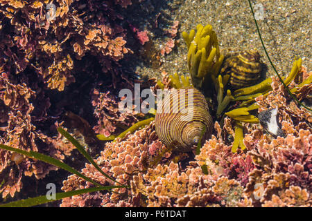 Einsiedlerkrebse in verwendeten Tanks in einem tide pool am Punkt der Bögen entlang des Pazifischen Ozeans in Olympic National Park, Washington State, USA Stockfoto