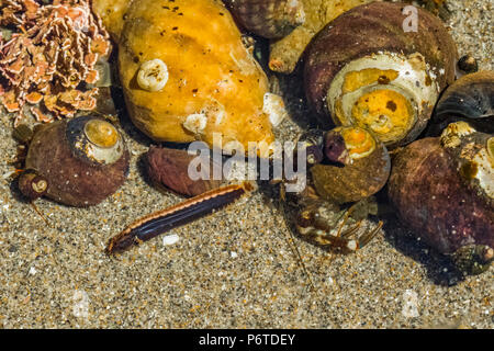 Hohe Cockscomb, Anoplarchus purpurescens, unter den Kies- und schneckengehäusen einer tide pool am Punkt der Bögen entlang des Pazifischen Ozeans in Olympic Natio Stockfoto