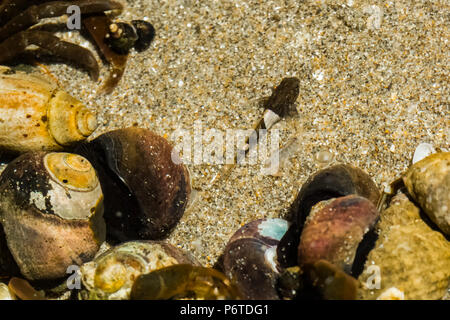 Gezeitentümpel Sculpin, Oligocottus maculosus, in einer tide pool am Punkt der Bögen auf Shi Shi Strand entlang des Pazifischen Ozeans in Olympic National Park, Washingt Stockfoto