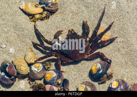 Northern Kelp Krabben, Pugettia produkta, aka Seespinne, in einer tide pool mit viel Einsiedlerkrebse am Punkt der Bögen am Ende des Shi Shi Strand entlang Stockfoto