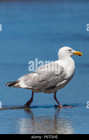 California Gull, Larus californicus, in der Zucht nach Gefieder, in Willoughby Creek auf Shi Shi Strand entlang des Pazifischen Ozeans in Olympic National Park Stockfoto