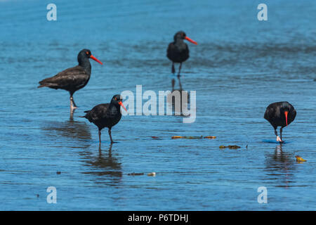 Schwarzer Austernfischer Haematopus bachmani, Versammlung in Willoughby Creek, eine Quelle von Süßwasser auf Shi Shi Strand entlang des Pazifischen Ozeans, die im olympischen Na Stockfoto