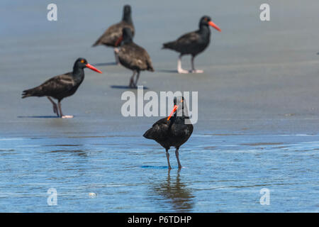 Schwarzer Austernfischer Haematopus bachmani, Versammlung in Willoughby Creek, eine Quelle von Süßwasser auf Shi Shi Strand entlang des Pazifischen Ozeans, die im olympischen Na Stockfoto