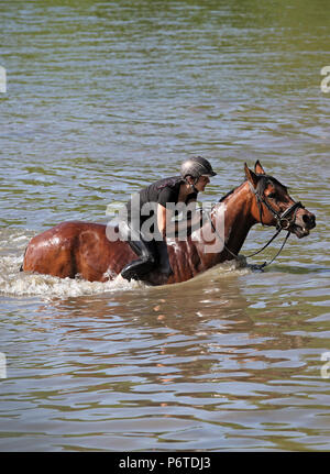 Oberoderwitz, Frau reitet ihr Pferd durch einen See Stockfoto