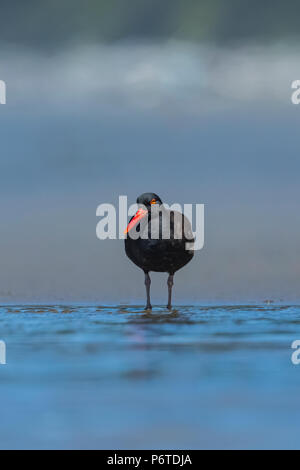 Schwarzer Austernfischer Haematopus bachmani, Versammlung in Willoughby Creek, eine Quelle von Süßwasser auf Shi Shi Strand entlang des Pazifischen Ozeans, die im olympischen Na Stockfoto