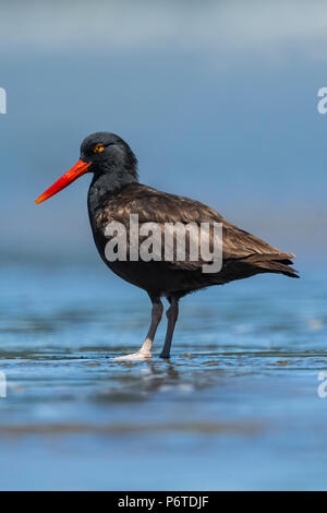 Schwarzer Austernfischer Haematopus bachmani, Versammlung in Willoughby Creek, eine Quelle von Süßwasser auf Shi Shi Strand entlang des Pazifischen Ozeans, die im olympischen Na Stockfoto