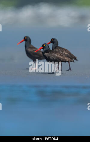 Schwarzer Austernfischer Haematopus bachmani, Versammlung in Willoughby Creek, eine Quelle von Süßwasser auf Shi Shi Strand entlang des Pazifischen Ozeans, die im olympischen Na Stockfoto