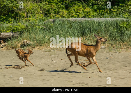 Kolumbianische Black-tailed deer, Odocoileus hemionus Columbianus, doe und fawn von wahrgenommenen Gefahr auf Shi Shi Strand entlang des Pazifischen Ozeans in O Stockfoto