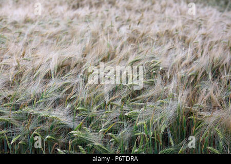 Briescht, Deutschland, Gerste Stockfoto