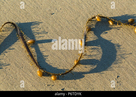 Feder Boa Kelp, Egregia menziesii, gestrandeten und Schattenwurf auf dem Sand von Shi Shi Strand entlang des Pazifischen Ozeans in Olympic National Park, Washi Stockfoto