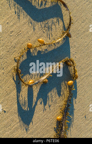 Feder Boa Kelp, Egregia menziesii, gestrandeten und Schattenwurf auf dem Sand von Shi Shi Strand entlang des Pazifischen Ozeans in Olympic National Park, Washi Stockfoto