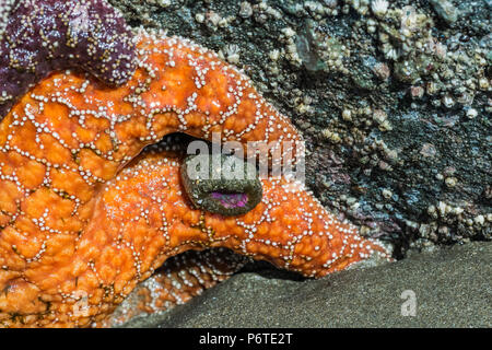 Ocker Sea Star, Pisaster ochraceus, aka Purple Sea Star oder Gemeinsame Sea Star, mit Arme um eine Anemone, am Punkt der Bögen in der Nähe von Muschelbänken bei niedrigen Ti Stockfoto