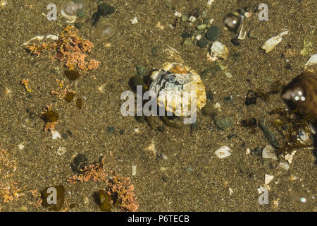 Haarige Einsiedlerkrebs, Pagurus hirsutiusculus angeeignet, in einer Shell in einem tide pool am Punkt der Bögen entlang des Pazifischen Ozeans in Olympic National Park Stockfoto