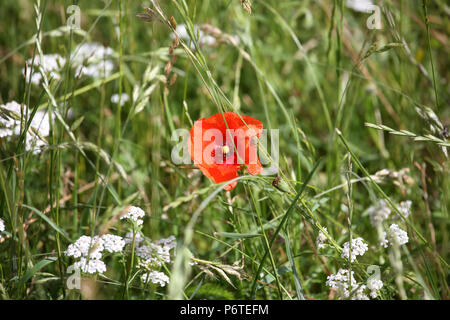 Görlsdorf, Deutschland, gemeinsame Schafgarbe und Mohn auf einer Wiese Stockfoto