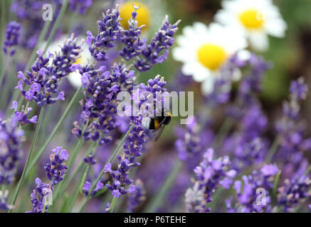 Berlin, Deutschland, dunklen Hummel sammelt Nektar aus einem Lavendel Blume Stockfoto