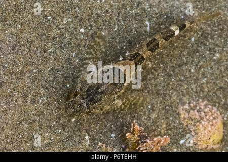 Gezeitentümpel Sculpin, Oligocottus maculosus, in einer tide pool am Punkt der Bögen auf Shi Shi Strand entlang des Pazifischen Ozeans in Olympic National Park, Washingt Stockfoto