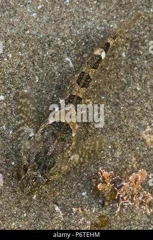 Gezeitentümpel Sculpin, Oligocottus maculosus, in einer tide pool am Punkt der Bögen auf Shi Shi Strand entlang des Pazifischen Ozeans in Olympic National Park, Washingt Stockfoto