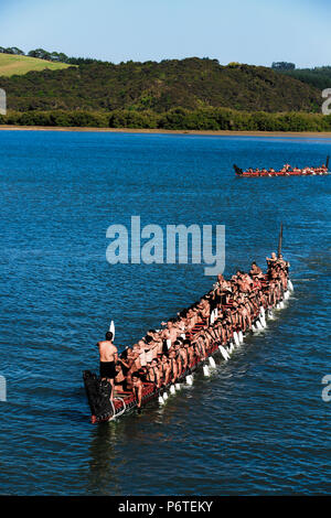 Maori warriors Paddeln traditionellen Waka Taua (Krieg Kanu) in Waitangi, Neuseeland Stockfoto