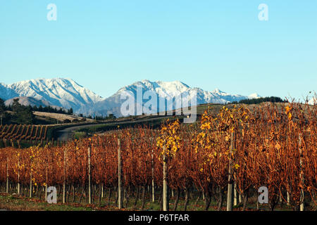 Neuseeländisches Weingut im Herbst Stockfoto
