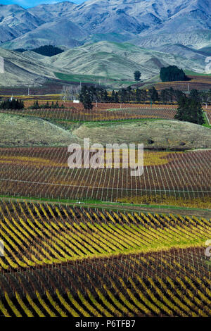 Grabsteine auf dem Weinberg auf Südinsel, Neuseeland Stockfoto