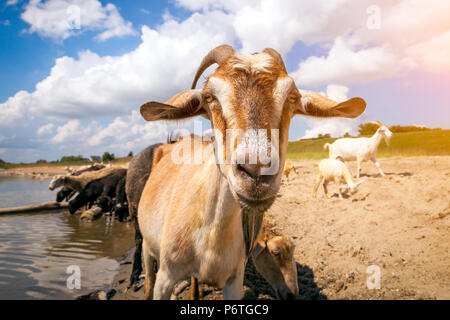 Nahaufnahme einer braunen Ziege sieht in die Kamera, im Hintergrund eine Herde von Schafen und Ziegen Getränke Wasser aus einem Fluss an einem warmen Sommertag Stockfoto