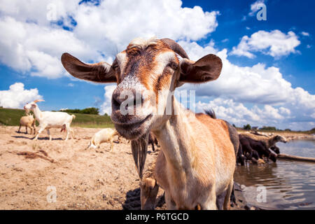 Nahaufnahme einer braunen Ziege sieht in die Kamera, im Hintergrund eine Herde von Schafen und Ziegen Getränke Wasser aus einem Fluss an einem warmen Sommertag Stockfoto