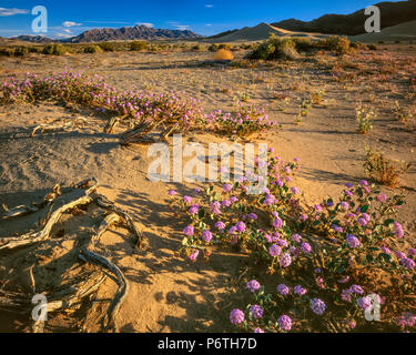 Eisenkraut, Steinböcke Dünen, Death Valley National Park, Kalifornien Stockfoto