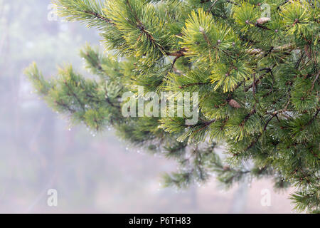 In der Nähe von nassen Pine Tree Branch Tröpfchen auf der Nadeln auf nebligen Tag Stockfoto
