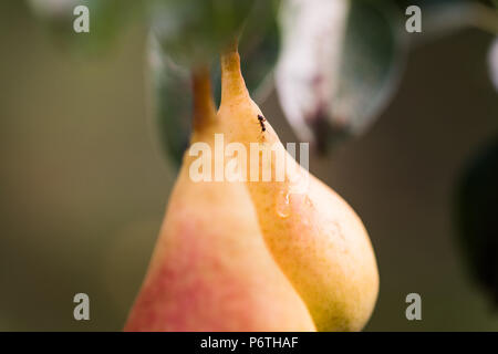 Frische saftige Birnen Pear Tree Branches Stockfoto