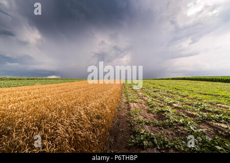 Goldene Weizen Feld an stürmischen Tag Stockfoto