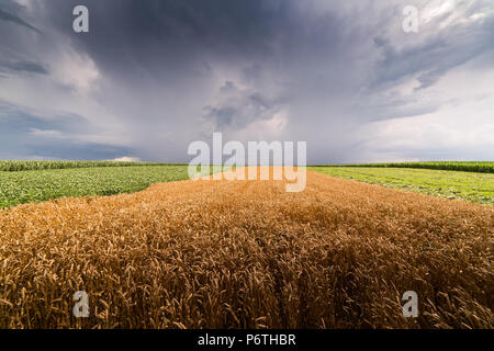 Goldene Weizen Feld an stürmischen Tag Stockfoto