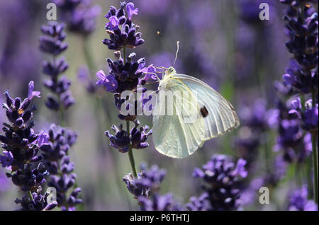 Die hübschen weißen Schmetterling Pieris rapae auch als Kohl Weiß bekannt, Fütterung auf den Nektar einer Lavendel Blume. Stockfoto