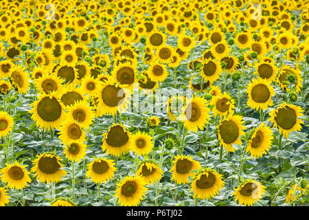 Ein Feld mit Sonnenblumen, Provence, Frankreich Stockfoto