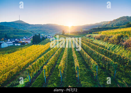 Bickensohl, Vogtsburg im Kaiserstuhl, Region Kaiserstuhl, Schwarzwald (Schwarzwald), Breisgau-Hochschwarzwald, Baden-Württemberg, Deutschland. Weinberge bei Sonnenaufgang. Stockfoto