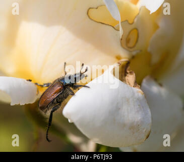 Ein Garten Käfer oder Juniper Käfer auf einem Blatt Stockfoto