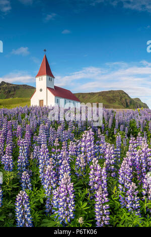 Vik i Myrdal, südlichen Island. Felder von lupinen in der Blüte und der Stadtkirche. Stockfoto