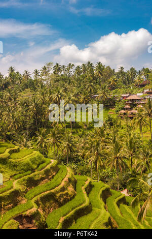 Bali, Indonesien, Südostasien. Die reisfelder am Tegalalang Reis Terrasse. Stockfoto