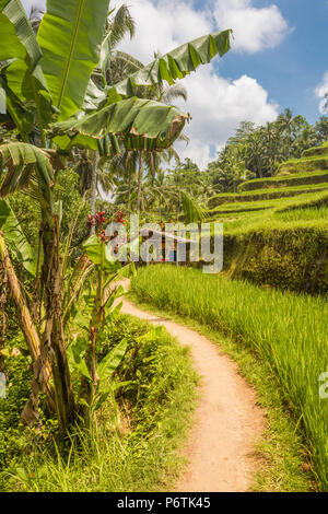 Bali, Indonesien, Südostasien. Die reisfelder am Tegalalang Reis Terrasse. Stockfoto