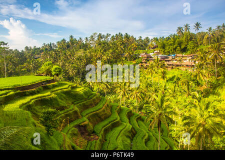 Bali, Indonesien, Südostasien. Die reisfelder am Tegalalang Reis Terrasse. Stockfoto