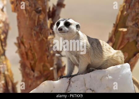 Erdmännchen Suricata suricatta oder Suricat - - geduckt auf weissem, Quartz rock und sah sich um. Kalahari Namibia Stockfoto