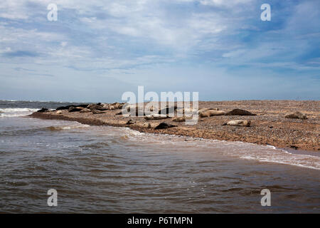 Seehunde aalen sich in der Sonne auf Blakeney, Norfolk. Stockfoto