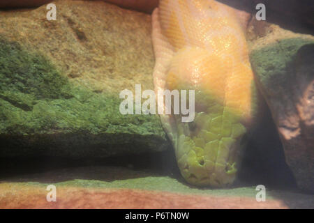 Ein Albino Tigerpython in einem Zoo (Frankreich). Stockfoto