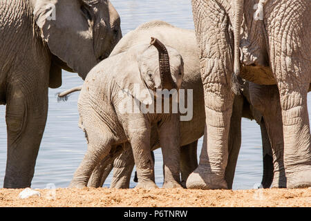 Baby Afrikanischer Elefant - Loxodonta - in der Herde am Wasserloch spielen und lernen, seinen Koffer zu verwenden Stockfoto