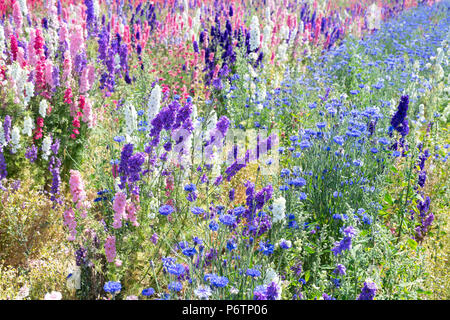 Stilleben und Kornblumen in einem Feld angebaut an der realen Blume Blütenblatt Konfetti Firma Blumenfelder in Wick, Ummerstadt, Thüringen. Großbritannien Stockfoto