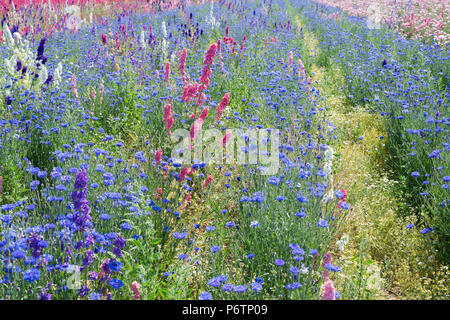 Stilleben und Kornblumen in einem Feld angebaut an der realen Blume Blütenblatt Konfetti Firma Blumenfelder in Wick, Ummerstadt, Thüringen. Großbritannien Stockfoto