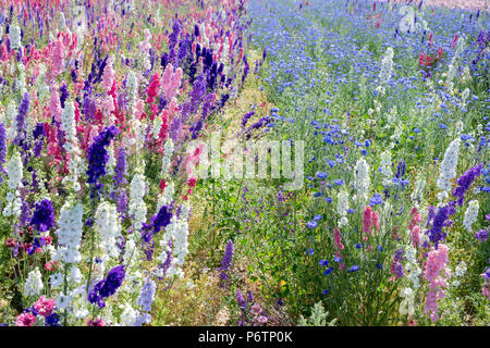 Stilleben und Kornblumen in einem Feld angebaut an der realen Blume Blütenblatt Konfetti Firma Blumenfelder in Wick, Ummerstadt, Thüringen. Großbritannien Stockfoto