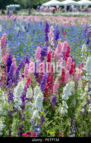 Stilleben und Kornblumen in einem Feld angebaut an der realen Blume Blütenblatt Konfetti Firma Blumenfelder in Wick, Ummerstadt, Thüringen. Großbritannien Stockfoto