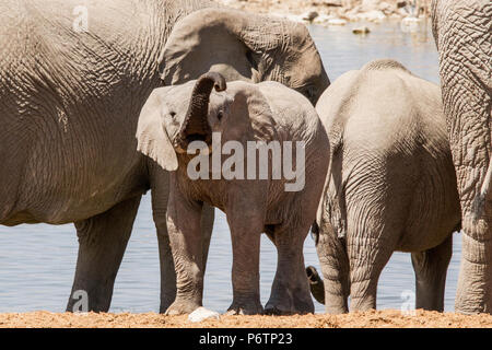 Baby Afrikanischer Elefant - Loxodonta - in der Herde am Wasserloch spielen und lernen, seinen Koffer zu verwenden Stockfoto